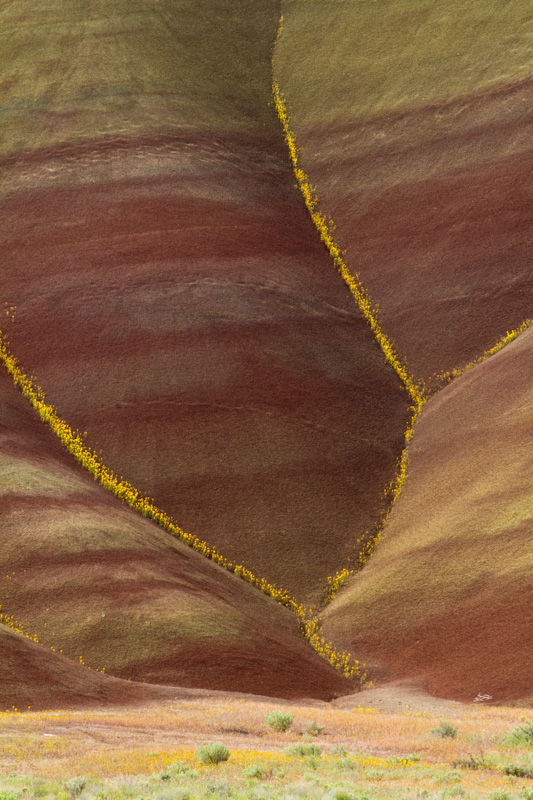 Flowers And Badlands